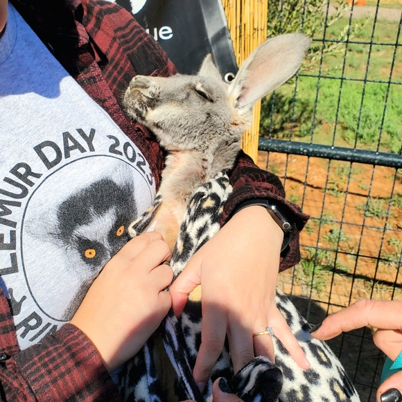 π Large Heather Gray World Lemur Day Crewneck Tee π - Picture 9 of 16